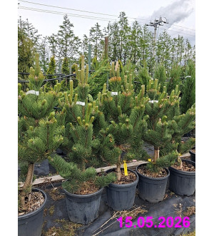 Pinus nigra 'Oregon Green' C 18 L